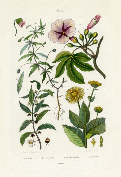 Wild Sunflower by French School